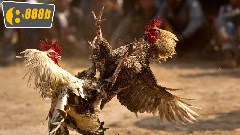 Đá Gà Campuchia 888b: Trải Nghiệm Thú Vị Và Cơ Hội Thắng Lớn 3 Các loại cược thường thấy nhất ở trong đá gà Campuchia 888b